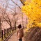 桜まつり