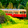 菜の花電車(*゜ω゜)