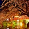 岡崎城 桜20160405 04