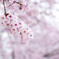 桜１