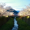 一の坂川　葉桜