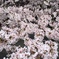 お花見！