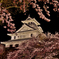 夜桜長浜城