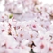 桜とか、サクラとか、さくらとか、SAKURAとか。