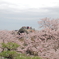 桜に浮く。