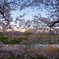 桜 × 夕刻 × 淀川河川公園背割堤地区