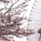 12時23分の桜