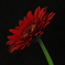 gerbera2