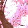 桜満開