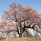 わに塚の桜2016