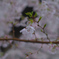 さくら2