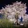 円山公園　枝垂桜