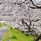 ニヵ領用水の桜