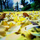 autumn