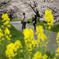 桜と菜の花