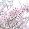 桜②