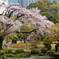 それぞれの花見
