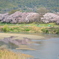 八幡市背割り堤の桜