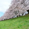 八幡市背割り堤の桜
