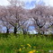 八幡市背割り堤の桜