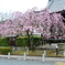 妙満寺　紅しだれ桜