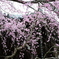 妙満寺　紅しだれ桜
