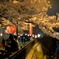 Sakura 2016