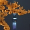 Sakura 2016