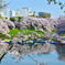 定番の桜１