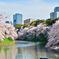 定番の桜２