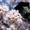 青空､桜満開｡