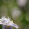 Iris japonica