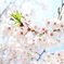 茅場町の桜