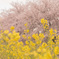 菜の花