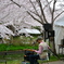 桜の下でブルースを！