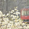 春の陽気と登山電車