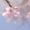 明るく撮れた桜!