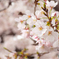 桜 さくら サクラ