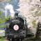 大井川鉄道の春３