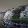 夜桜運河