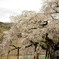 岡崎 枝垂れ桜