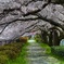20160406　桜道
