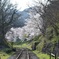 桜と線路