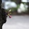 桜_3