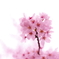 桜～その２～