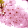 桜～その３～