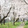 春の散歩道〜april〜