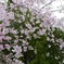 桜〜april〜