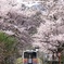 Cherry blossoms gate