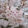 さくら〜april〜